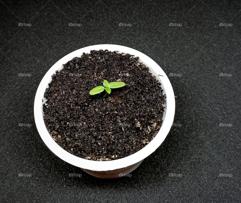 Growing plant in reusable ice cream cup