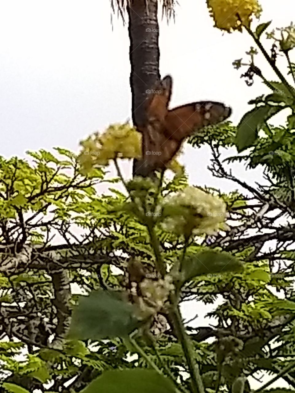 aquí una flor