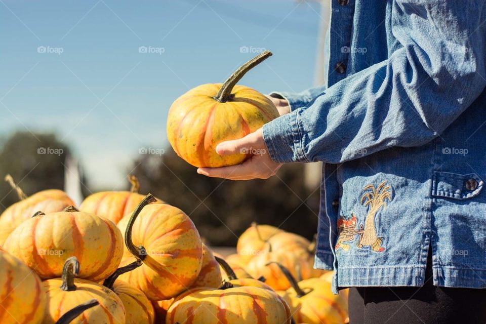 Pumpkin picking at the local farmers market for autumn fall 