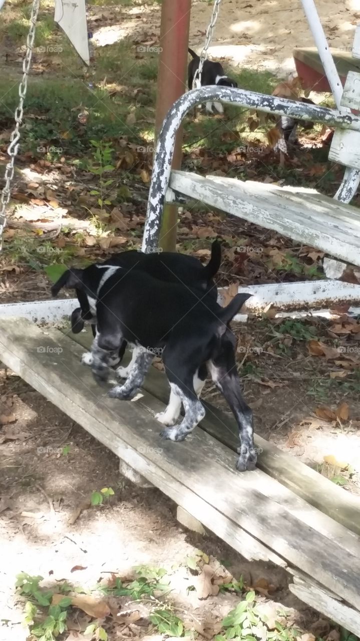 Puppies on a Swing