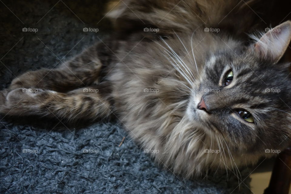 Cat lying on carpet