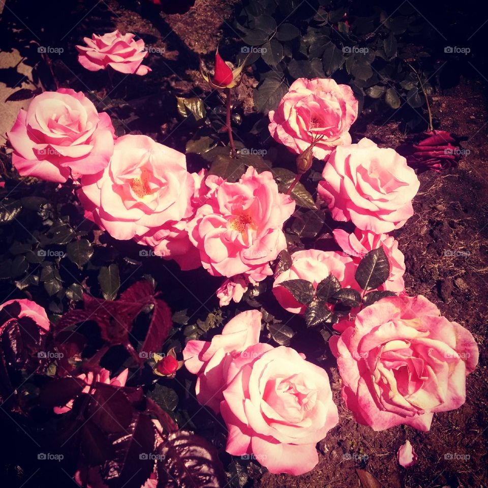 Roses in bloom