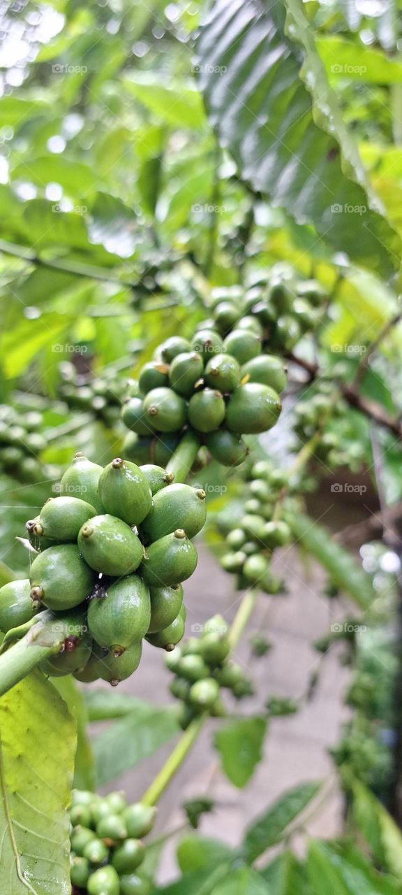 coffee trees