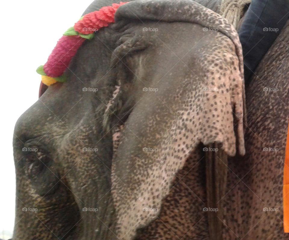 Elephant ear eye