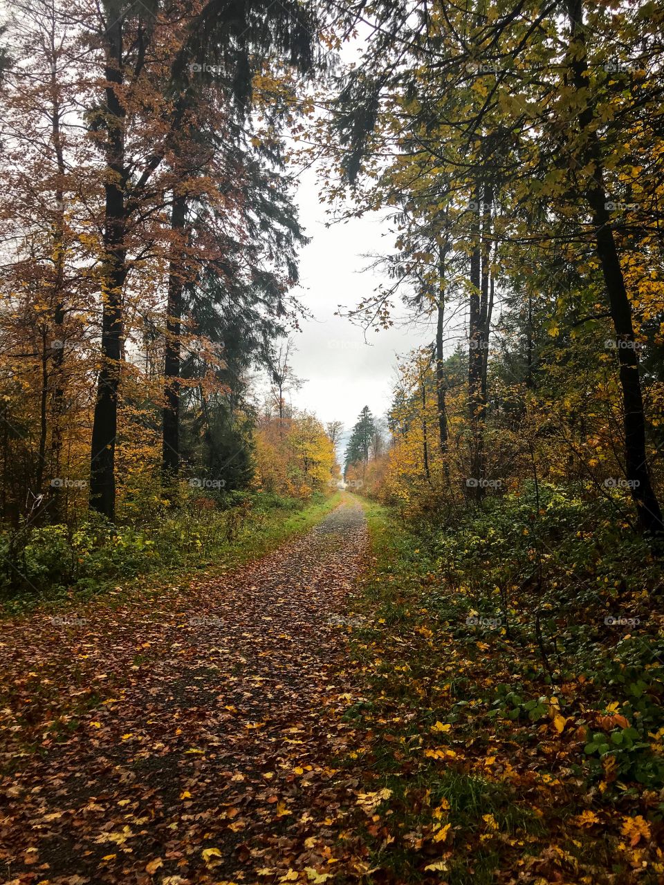 The autumn scenery is beautiful, the forest are green and yellow, the ground was wet and covered with yellow and brown leaves. The weather is cold and I'm on a hiking trip