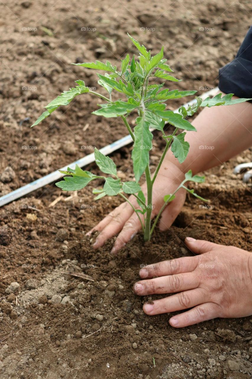 Plant Plants to Celebrate Earth Day