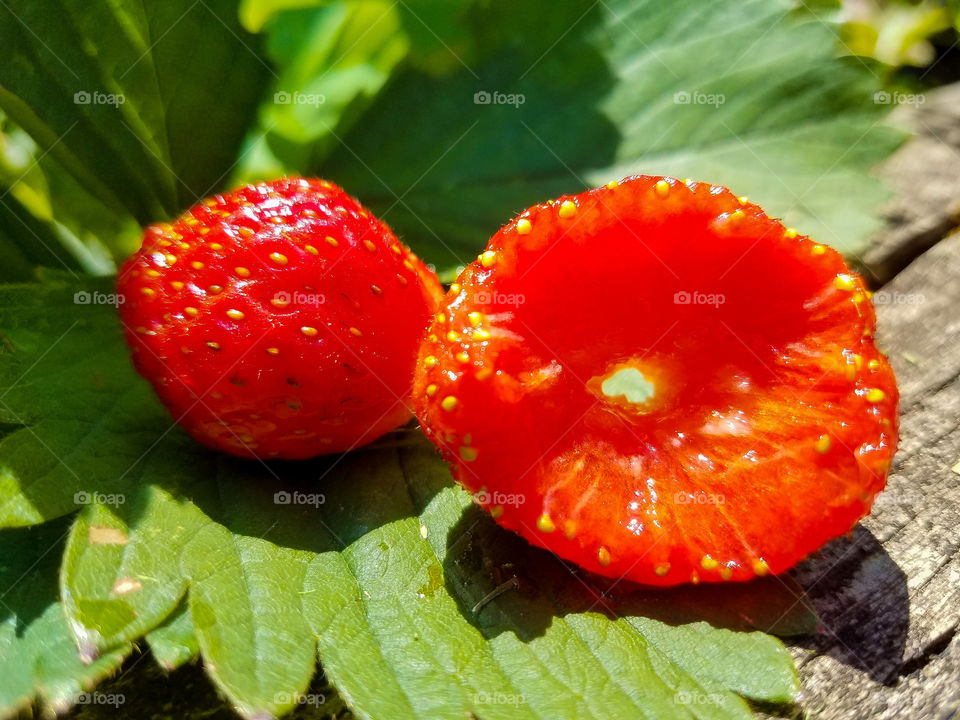 Bite out of a fresh garden strawberry
