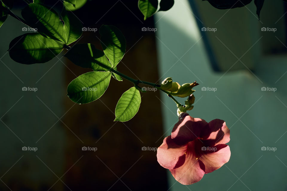 Allamanda  - back  light