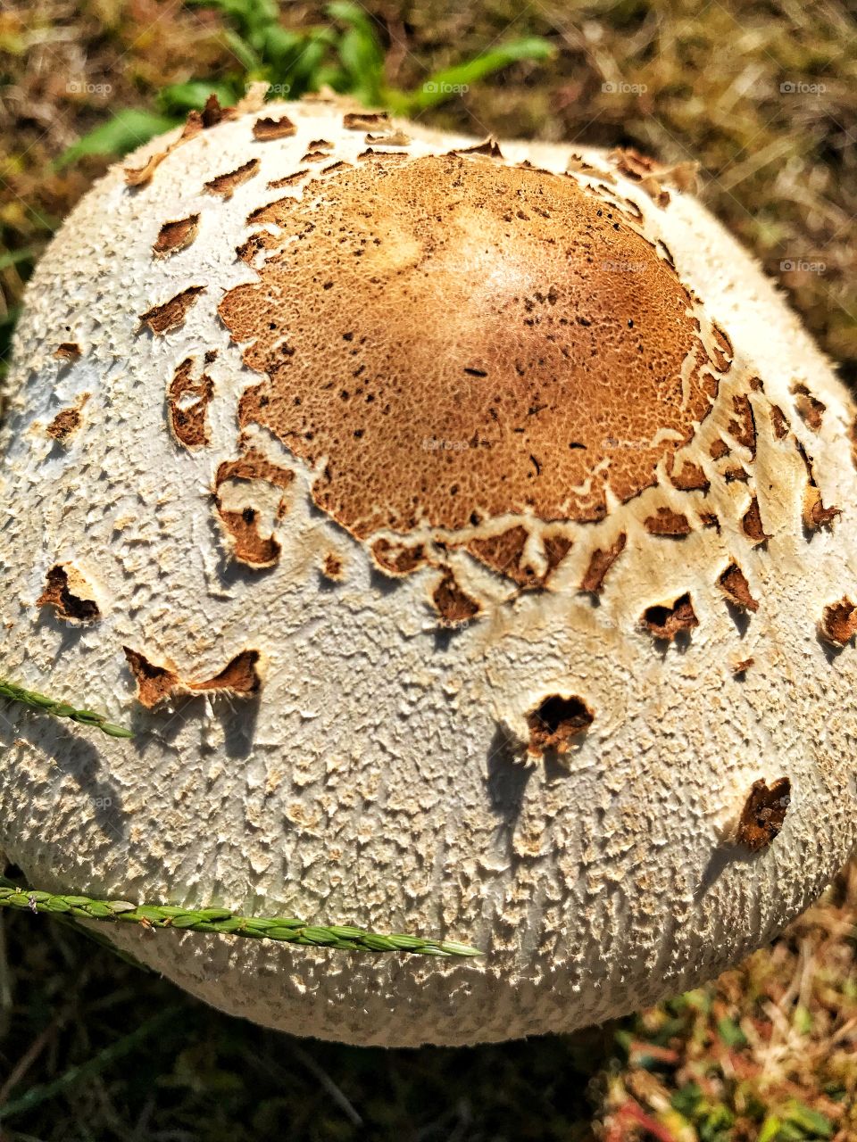 Mushroom 