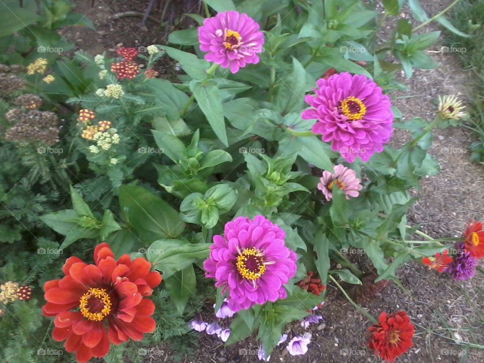 Zinnias.  My first attempt at growing from seeds. They grew awesomely and were so showy.