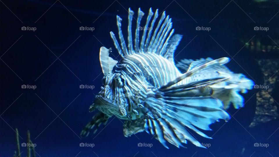 scorpion fish