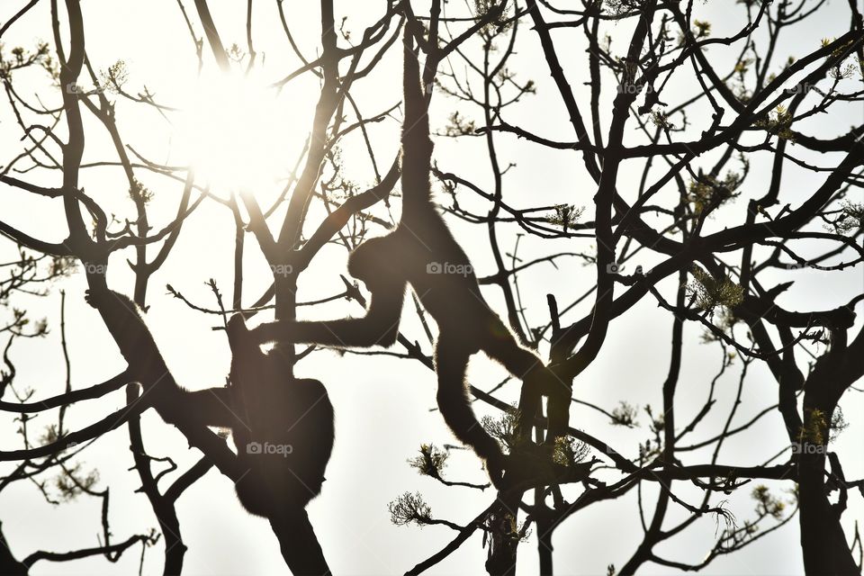 Monkeys or branches? / Macacos ou galhos? 