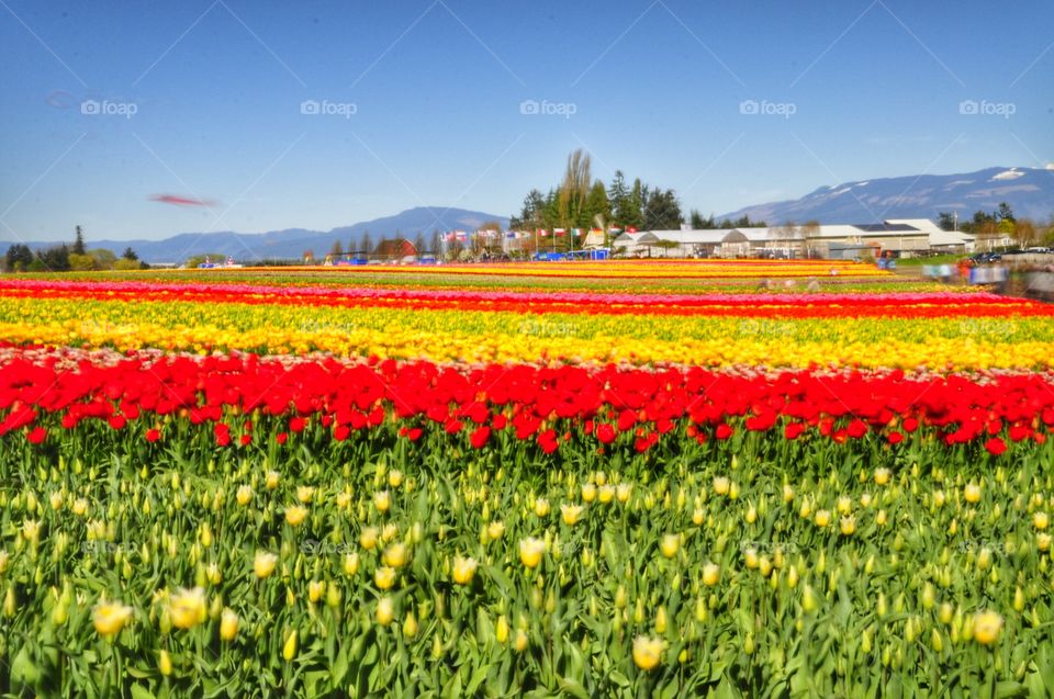 Field, Flower, No Person, Rural, Nature