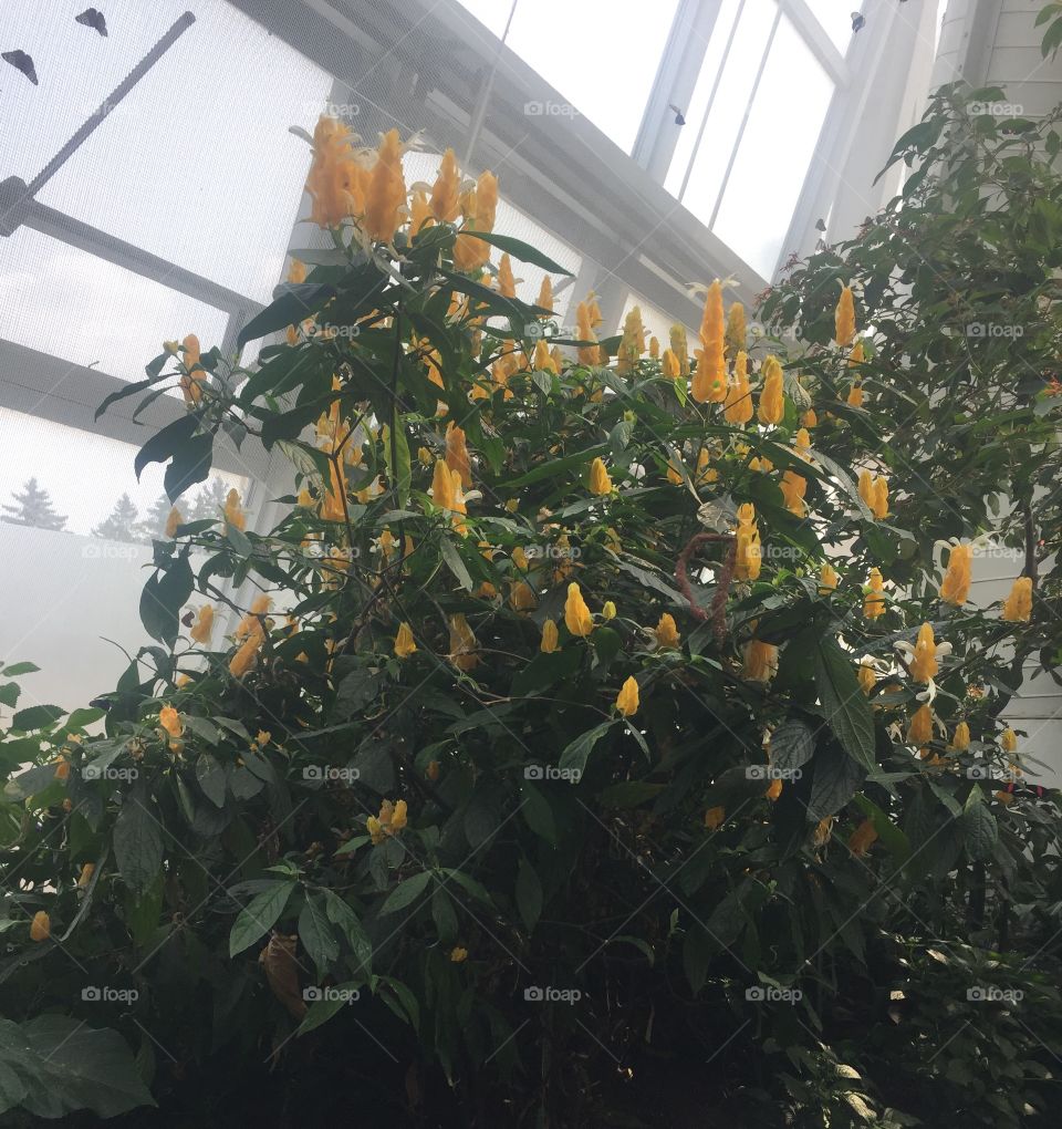 A very pretty, luscious, yellow, thriving, blooming plant. Just look at those flowers 