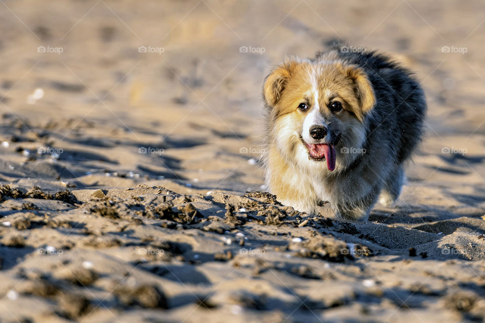 at sunset, young Welsh Corgi fluffy runs around the beach and plays in the sand