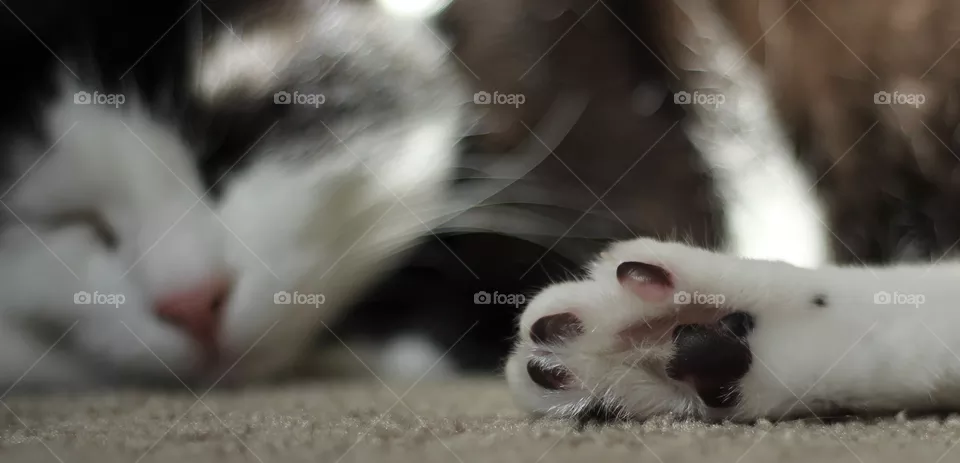 Paws