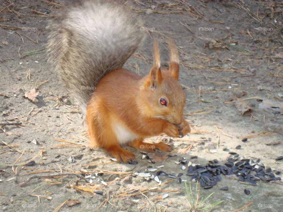 Squirrel eats sunflower seeds