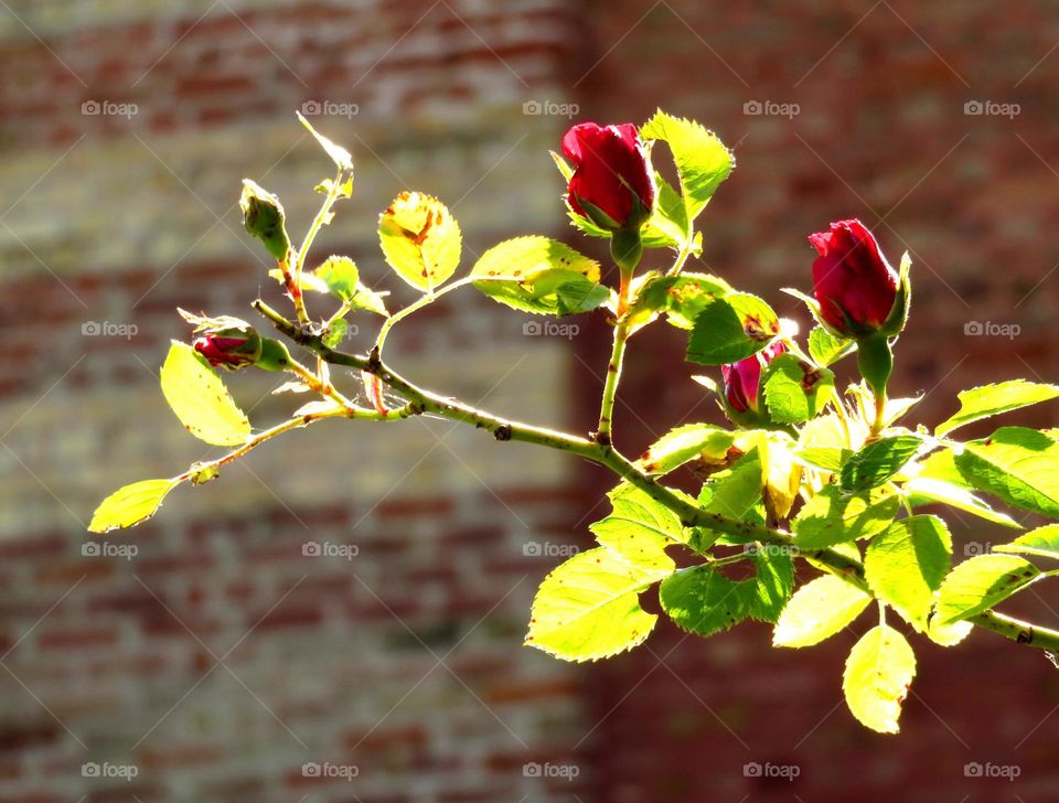 rosebuds in sunlight