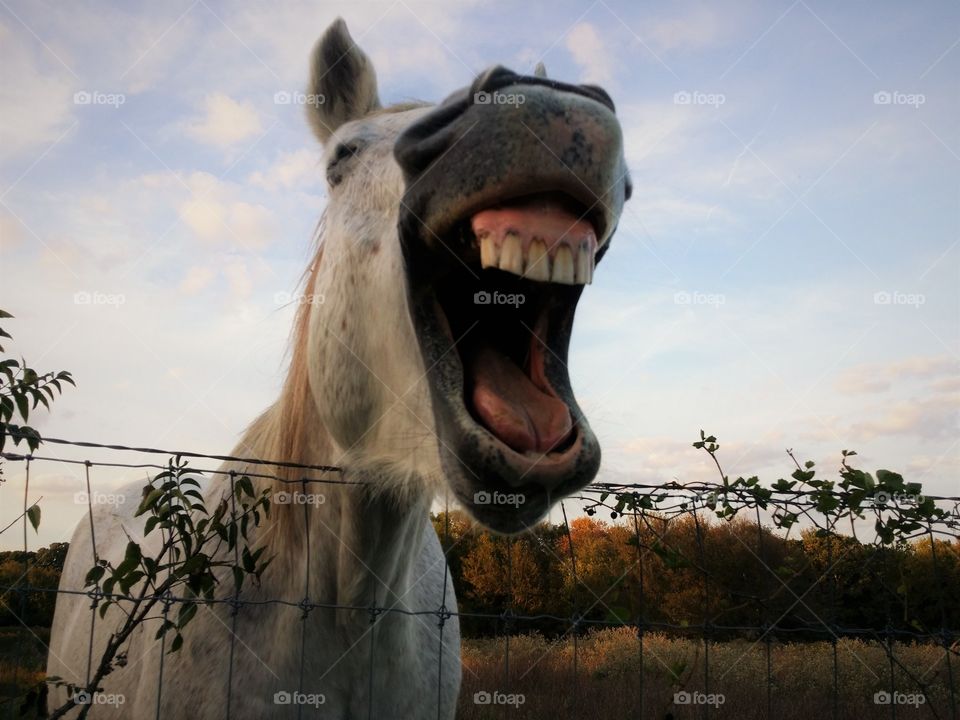 Horse Walks Into a Bar... the Bartender asks "Why the Long Face?". hahaha 😂