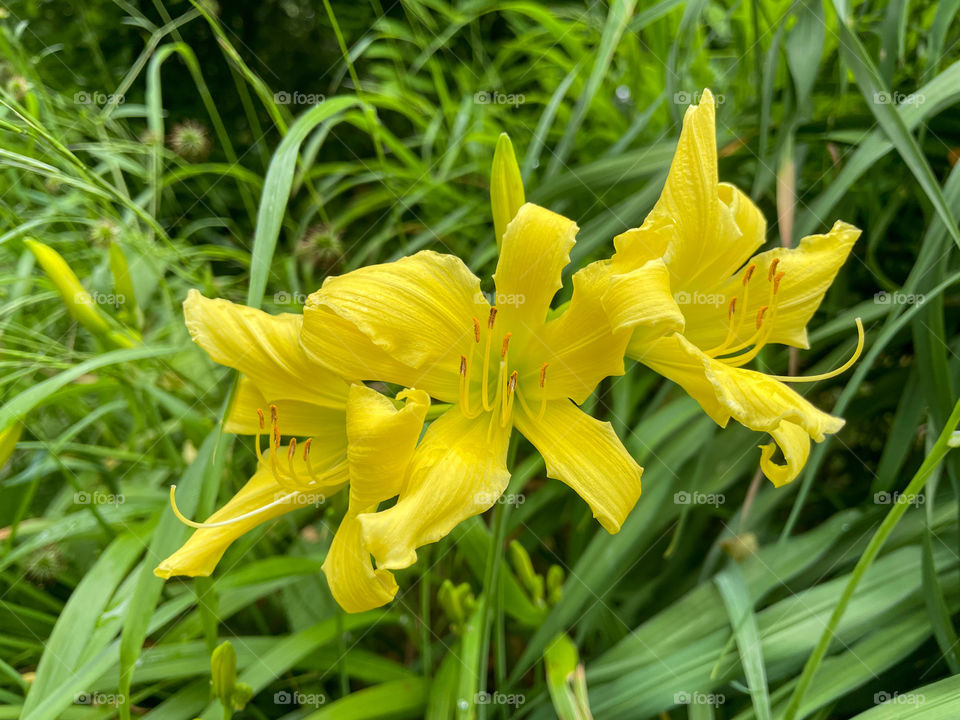 Yellow lilies