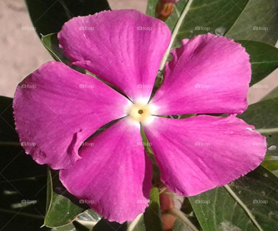 Beautiful Cantharanthus Roseus just for you