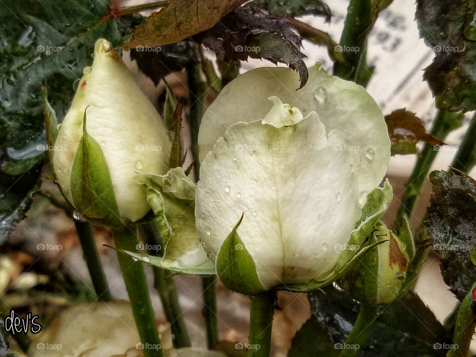 The optimist sees the rose and not its thorns; the pessimist stares at the thorns, oblivious to the rose

-- Khalil Gibran