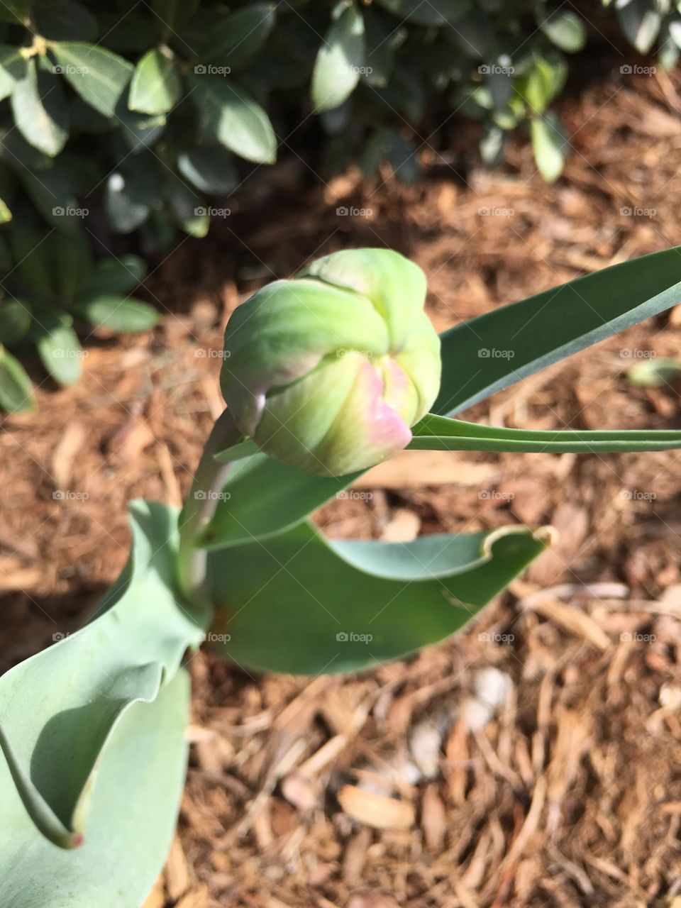 Double tulip