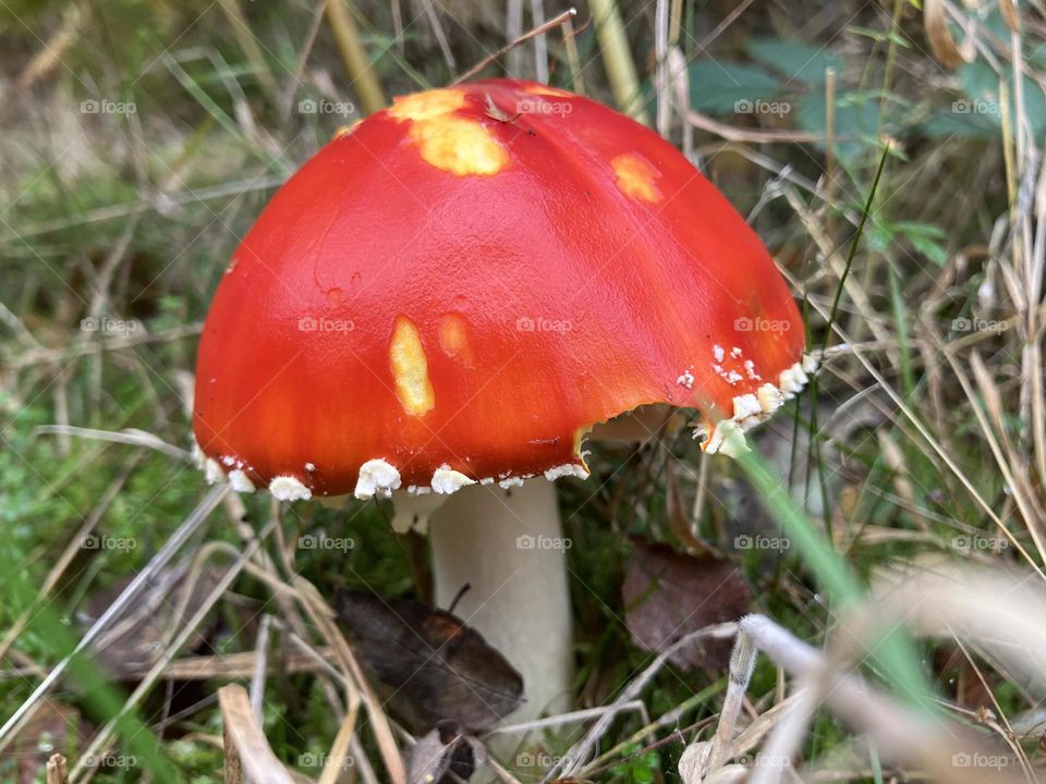 Red and yellow mushroom with white dots around its skirt 🍄