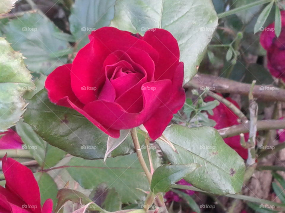 blooming red in june