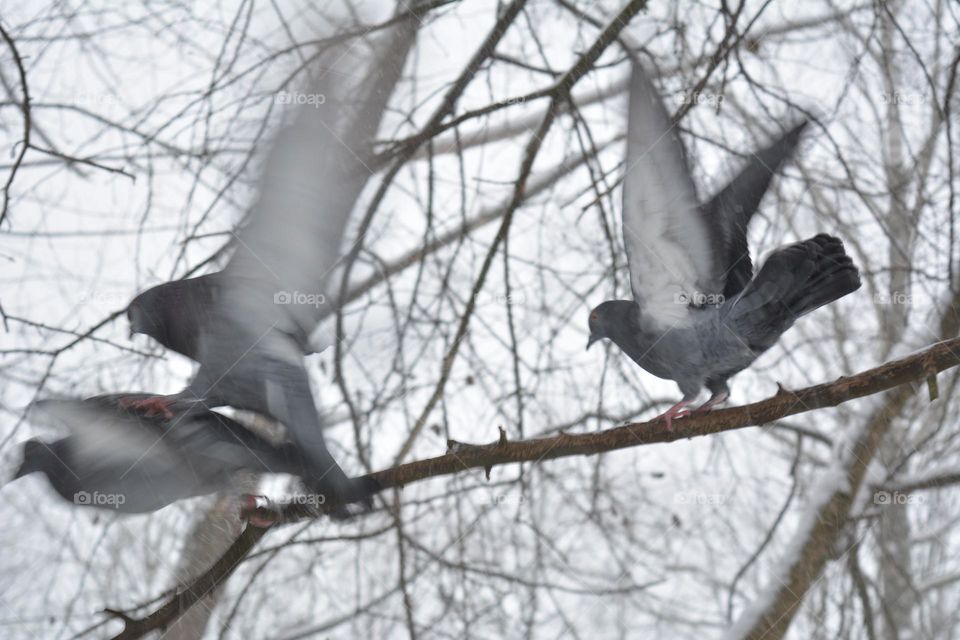 birds doves winter time