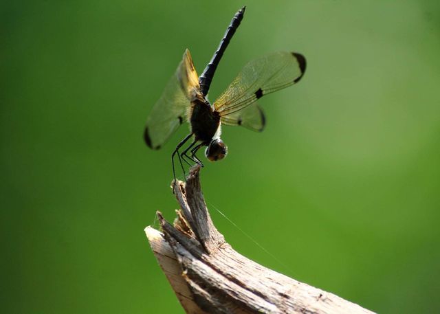 Yellow stripped flutterer . Unique marking colour species of Libellulidae . Yellow's & black dominant shown for eyes at the surround pound to meet the species .