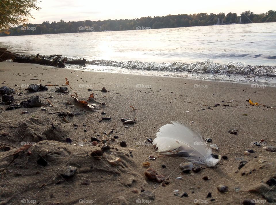 feather at the beach havel berlin