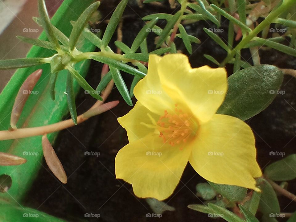 yellow flower
