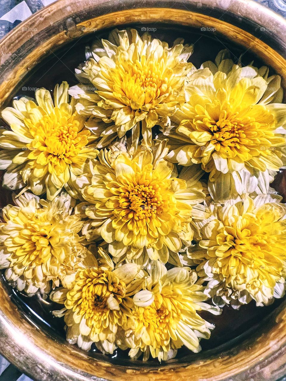 Yellow chrysanthemums in water