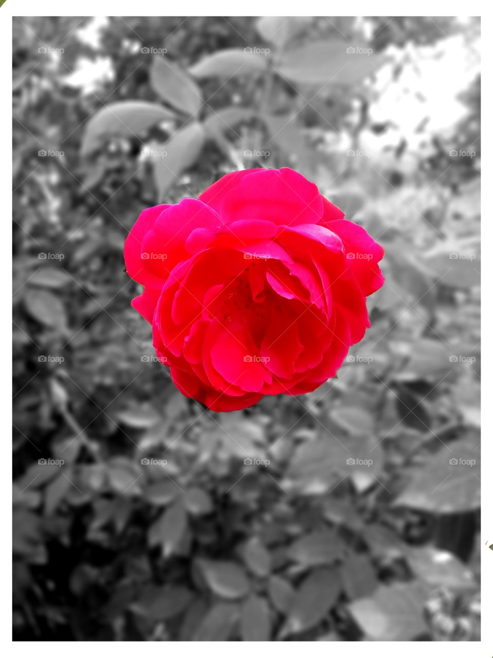 Colour and black & white👌👌👌