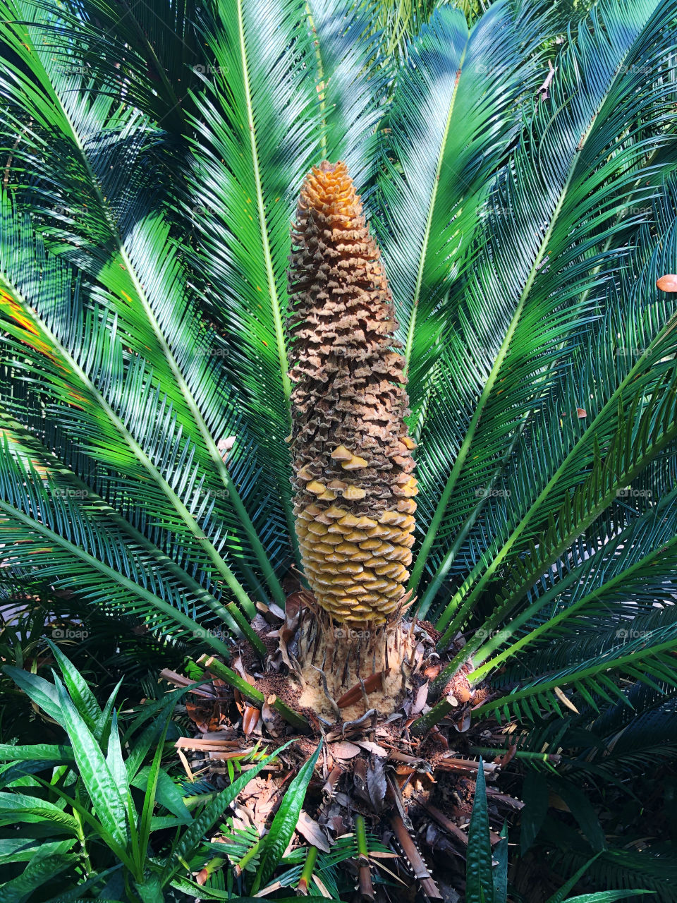 Close up of the middle of a Sego plant.