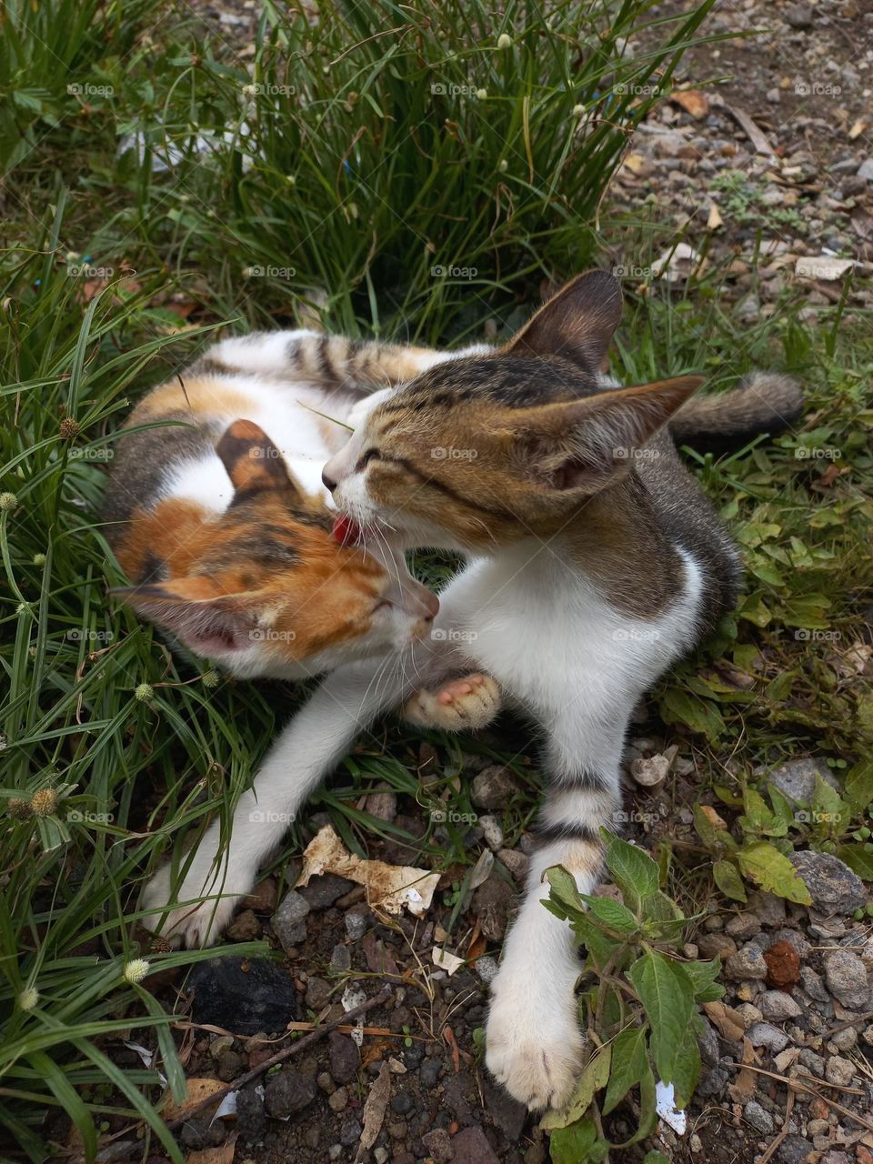 Cute kitten playing in the grass