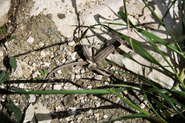lizard