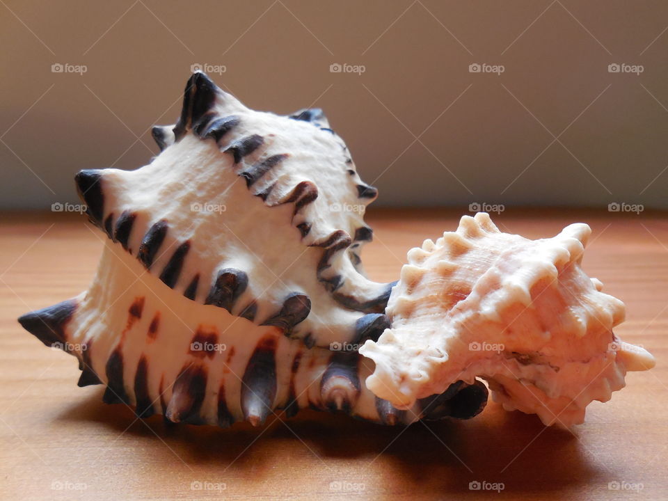 Conch seashells on wooden table