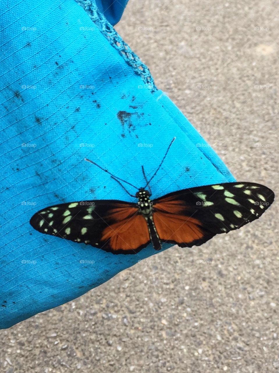 Butterfly on blue background 