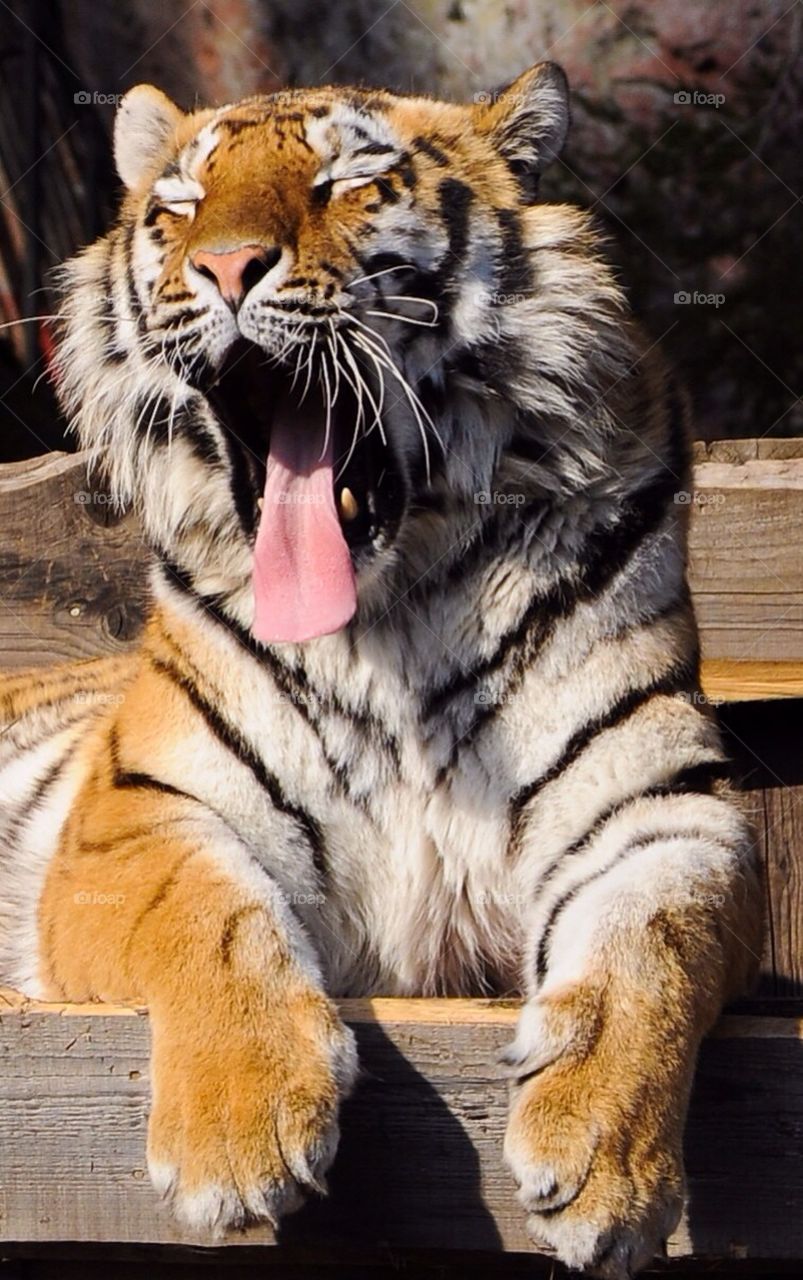 Yawning tiger