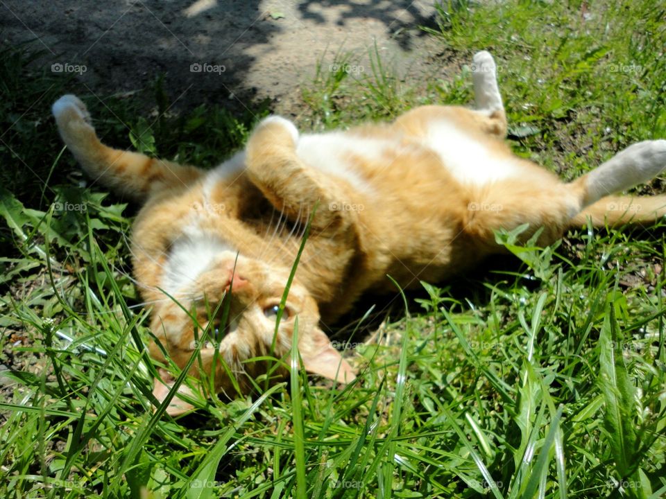 Grass, Nature, Animal, Cute, Fur