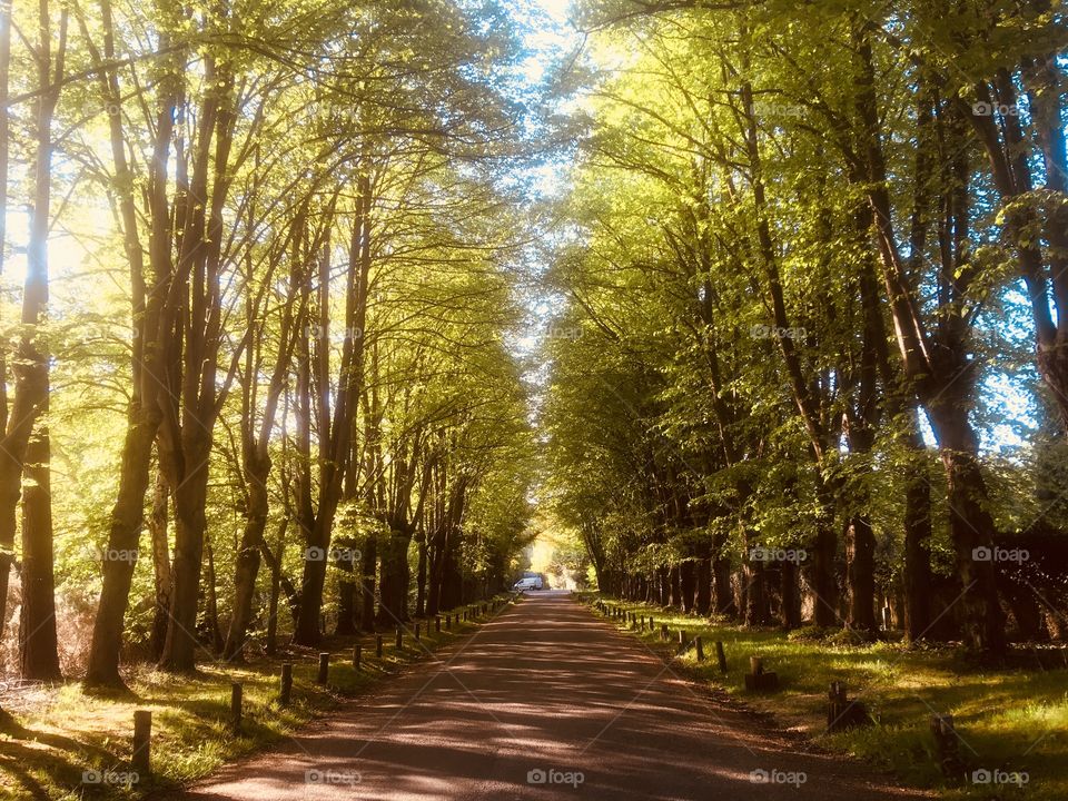 Approach road to Sunningdale Heath Golf Club, Berkshire, looking towards the A30, in Spring.