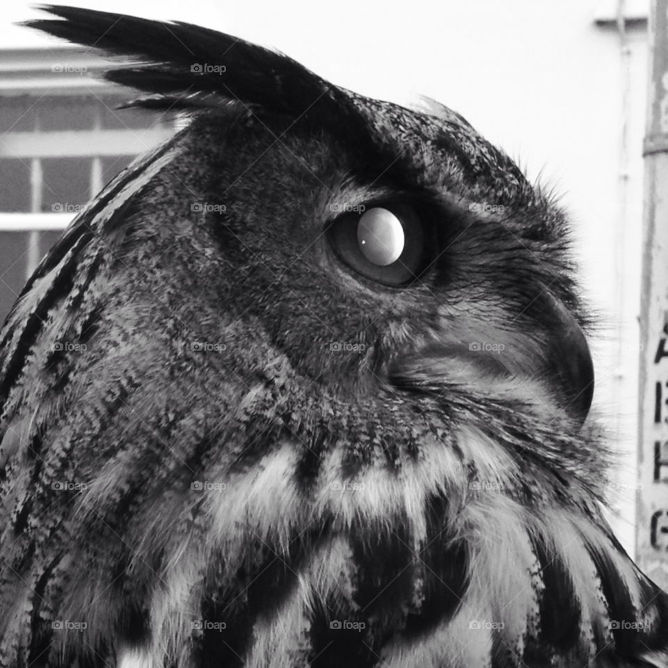 folkestone black and white owl hoot by hollyheart