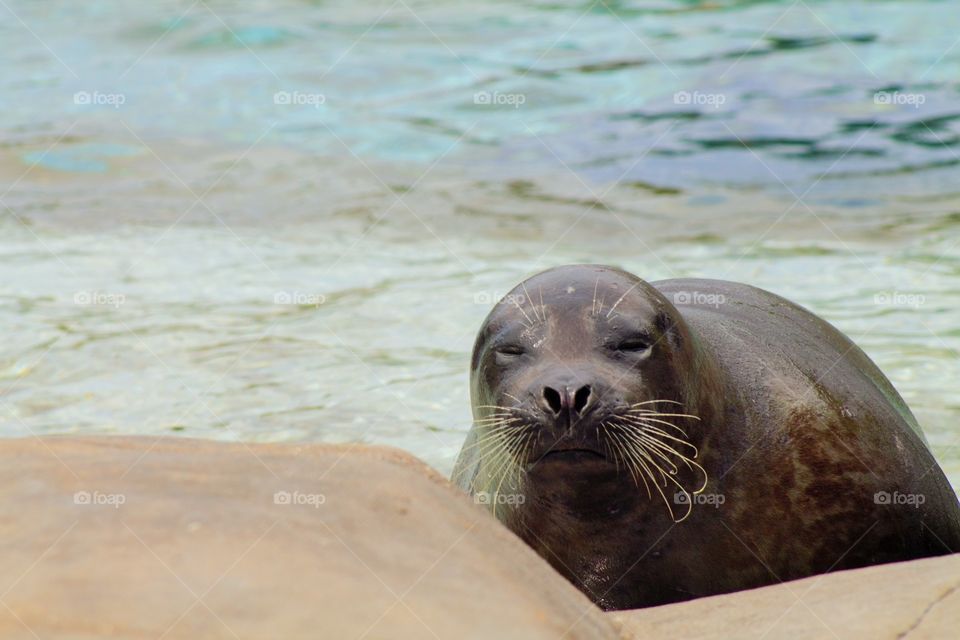 Sea lion in front of sea