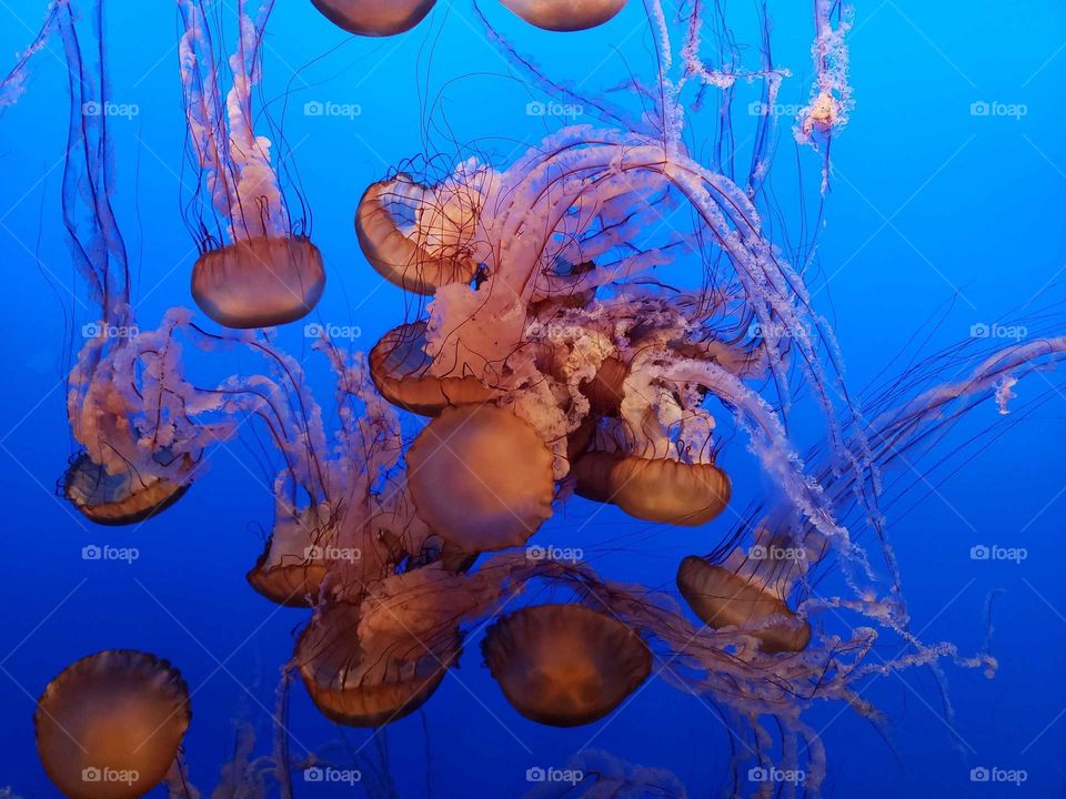 jellyfish