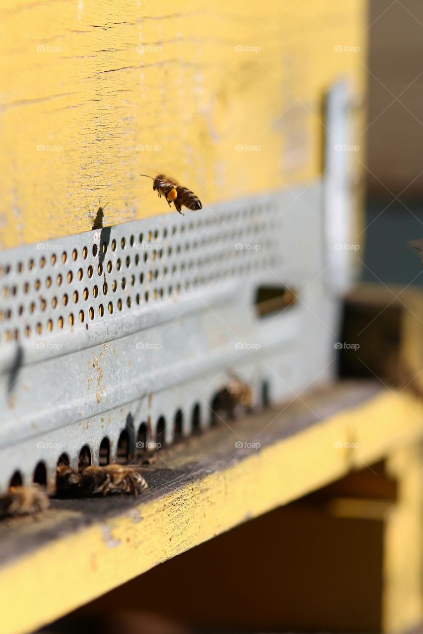 Birds& Bees- Nature in Motion