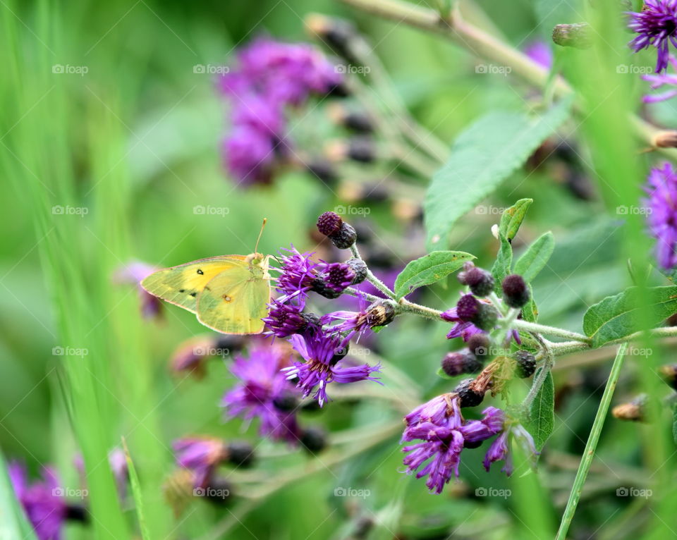 Wild Flowers & Butterfly