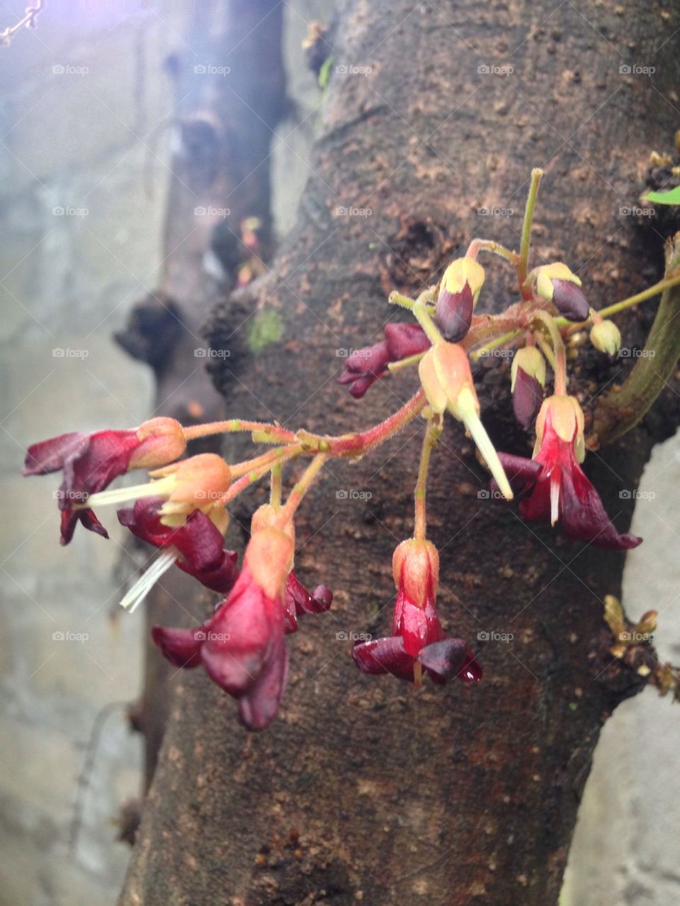 Bilimbi flowers