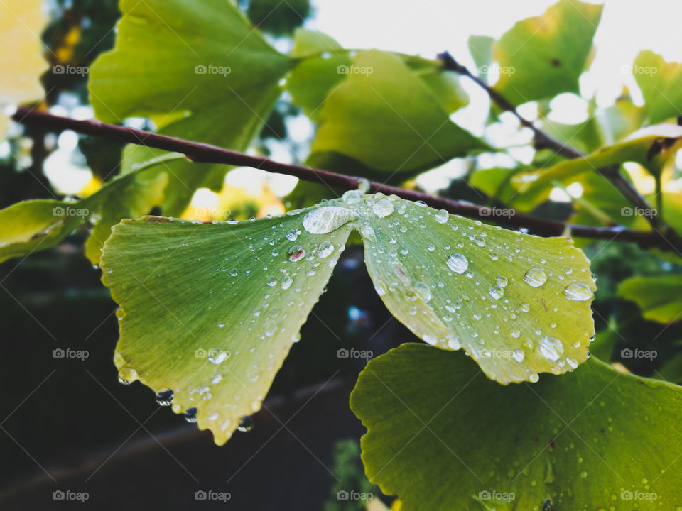 dew drops on a leaf on our tree